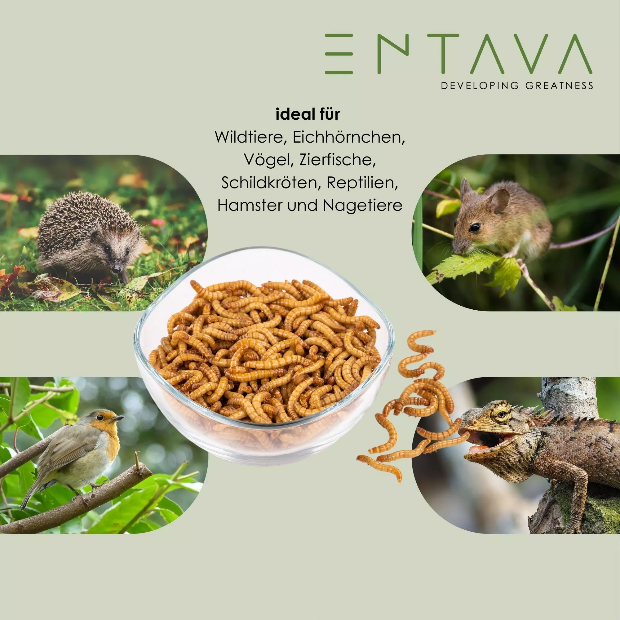ENTAVA 5kg getrocknete Mehlwürmer