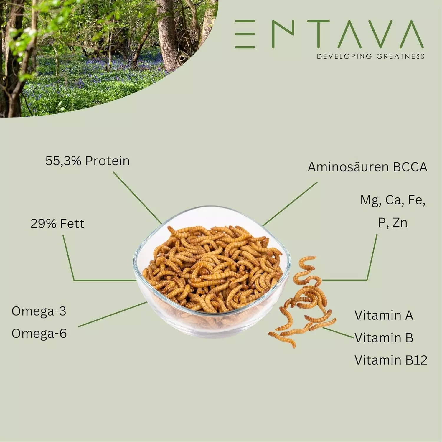 ENTAVA 1kg Mehlwürmer lebend