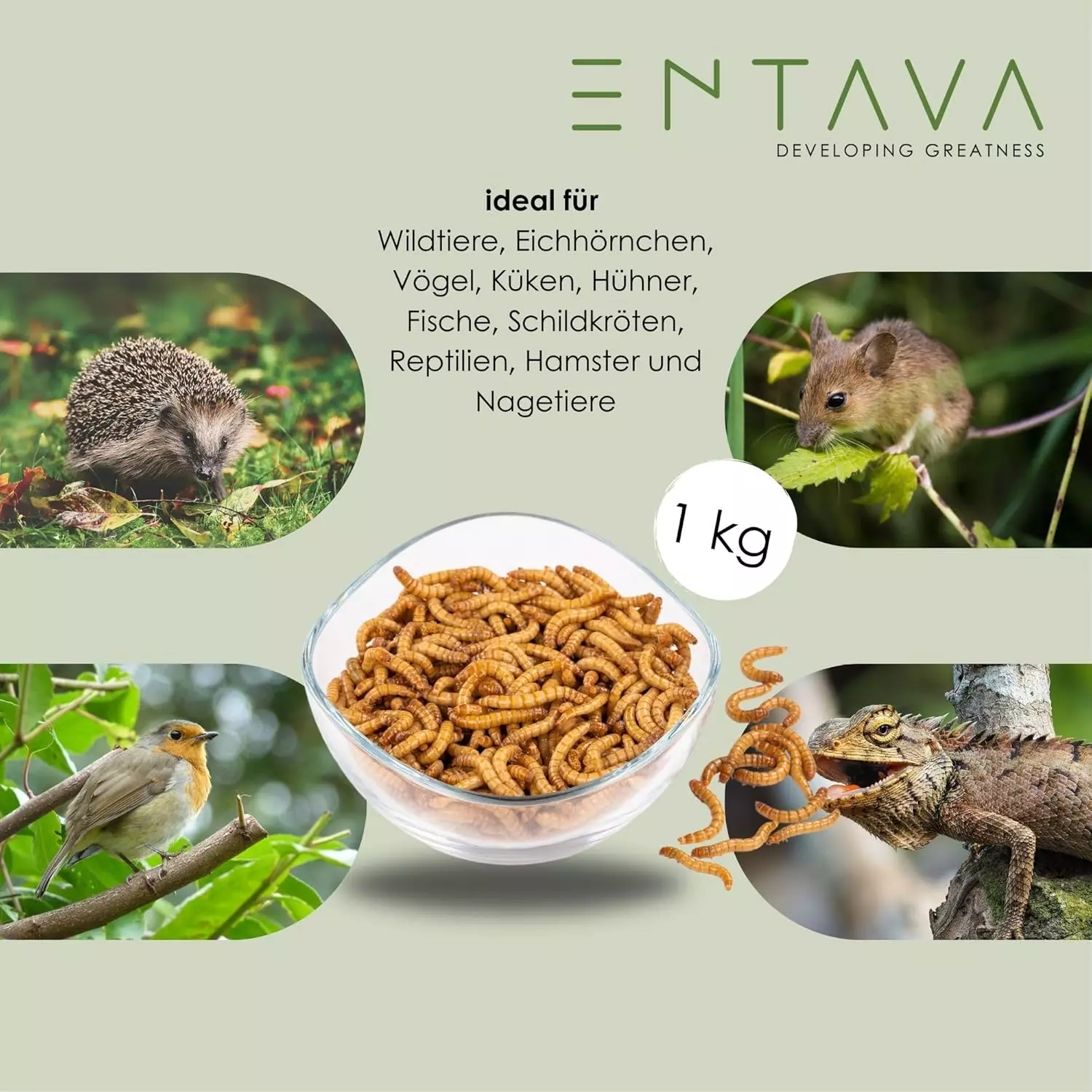 ENTAVA 1kg Mehlwürmer lebend