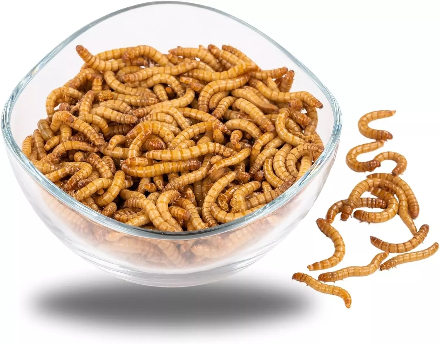 ENTAVA 1kg Mehlwürmer lebend