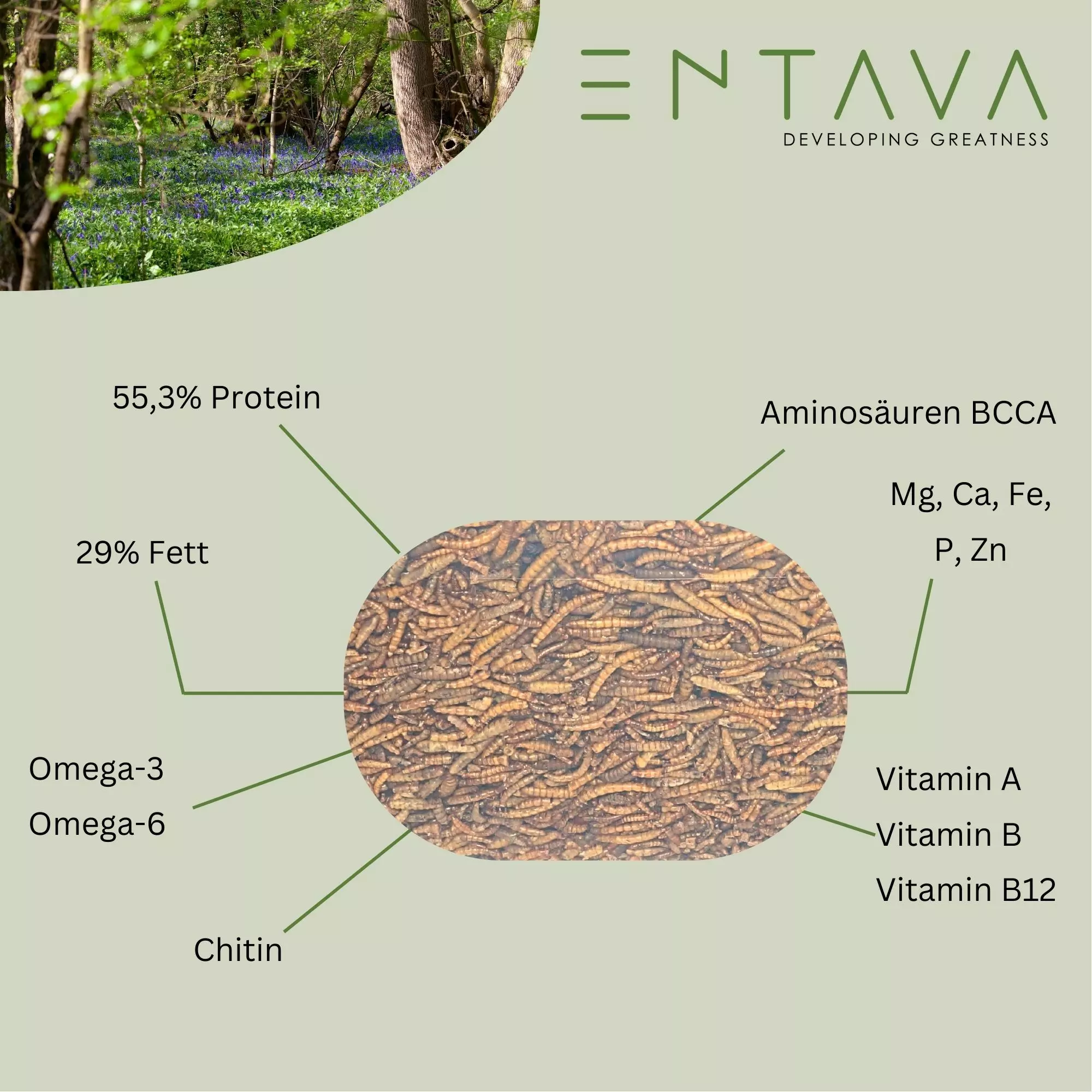 ENTAVA 10l nachhaltiger Insektenmix