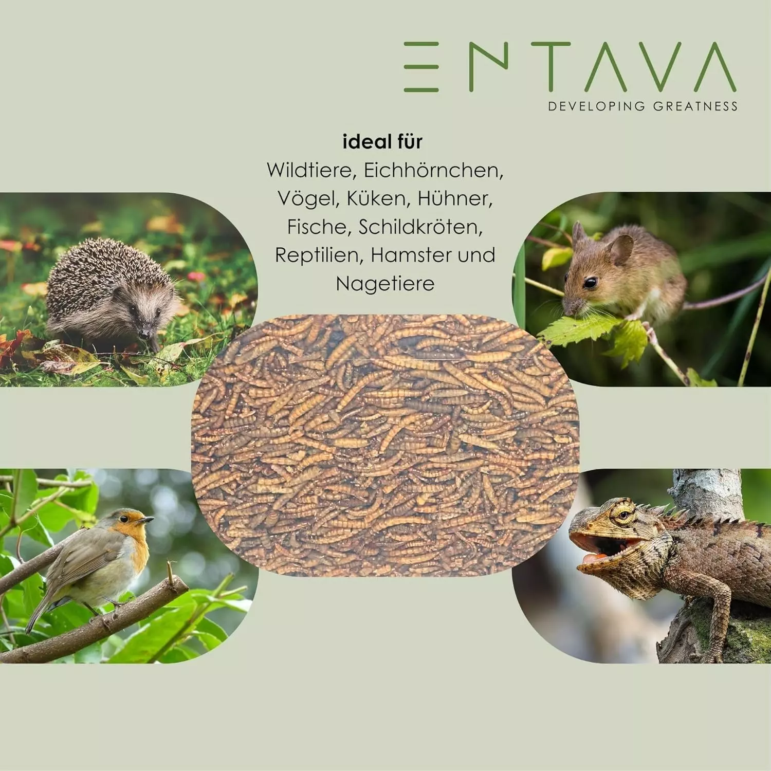 ENTAVA 5kg nachhaltiger Insektenmix